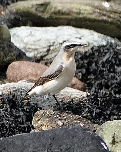 wheatear